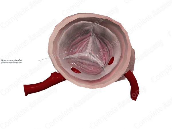 Noncoronary Leaflet