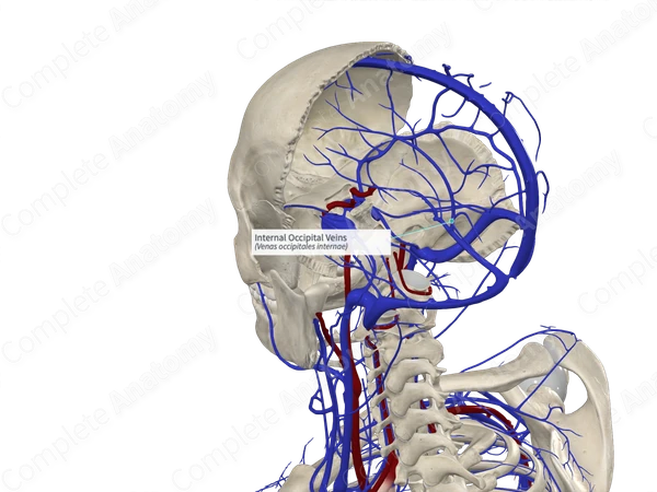 Internal Occipital Veins