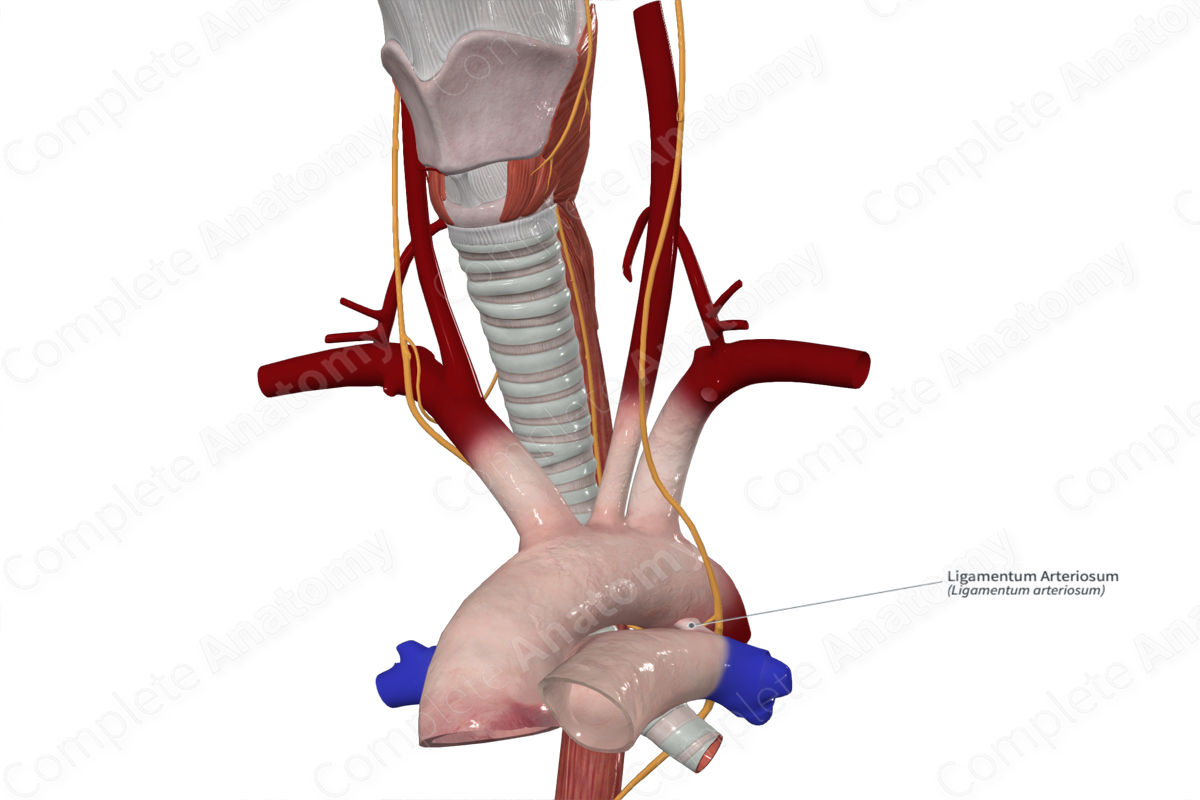 Ligamentum Arteriosum
