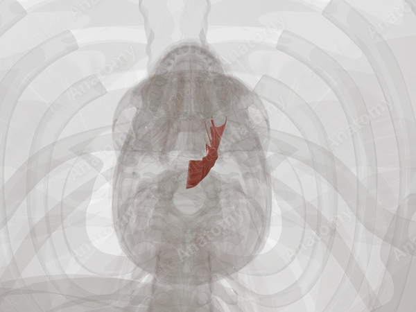 Pharyngeal Constrictor Muscles (Left)