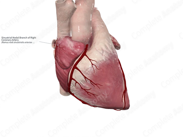 Sinuatrial Nodal Branch of Right Coronary Artery