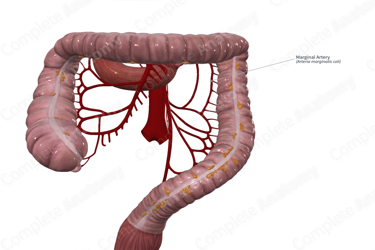 Marginal Artery