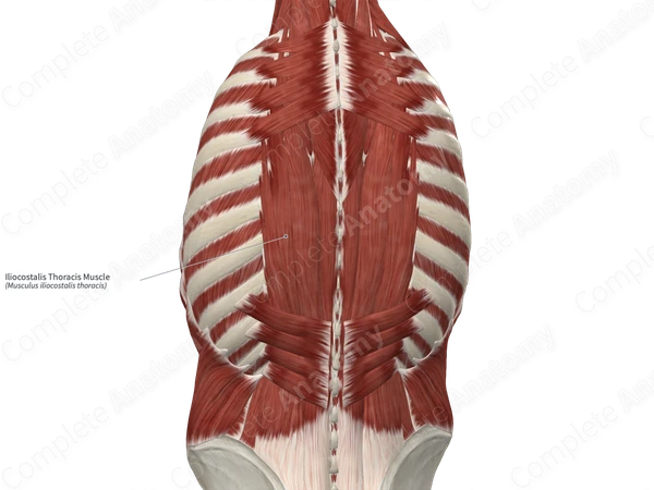Iliocostalis Thoracis Muscle 