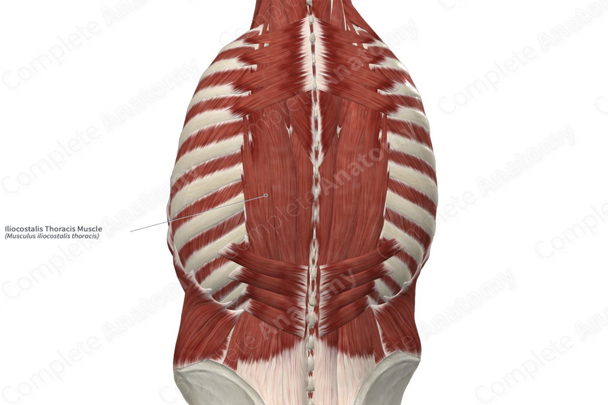 Iliocostalis Thoracis Muscle 