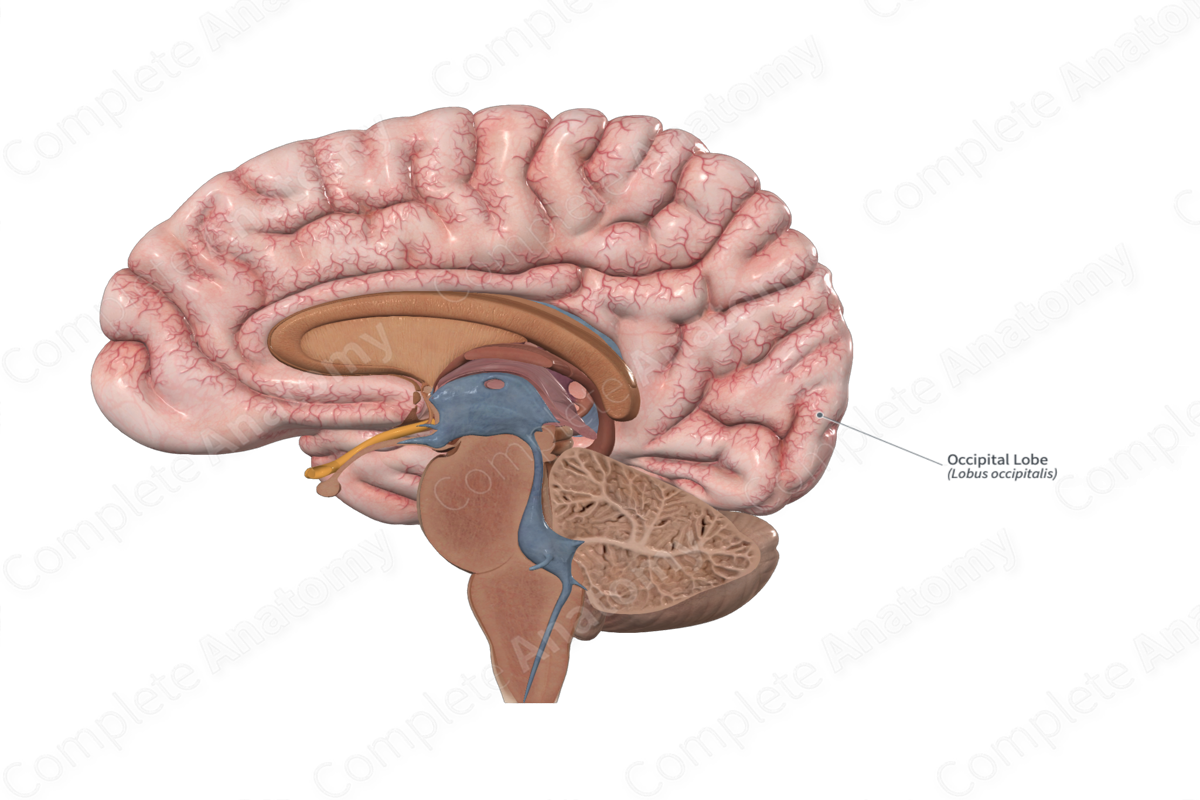 Occipital Lobe 