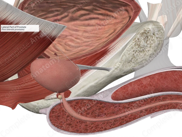 Lateral Part of Prostate 
