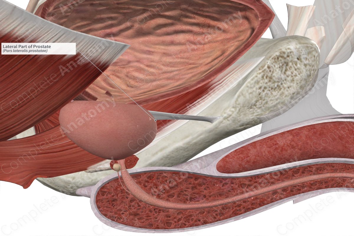 Lateral Part of Prostate 