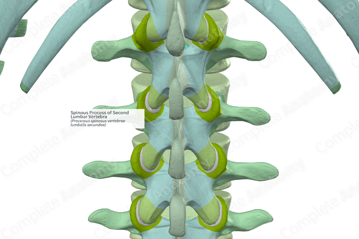 Spinous Process of Second Lumbar Vertebra