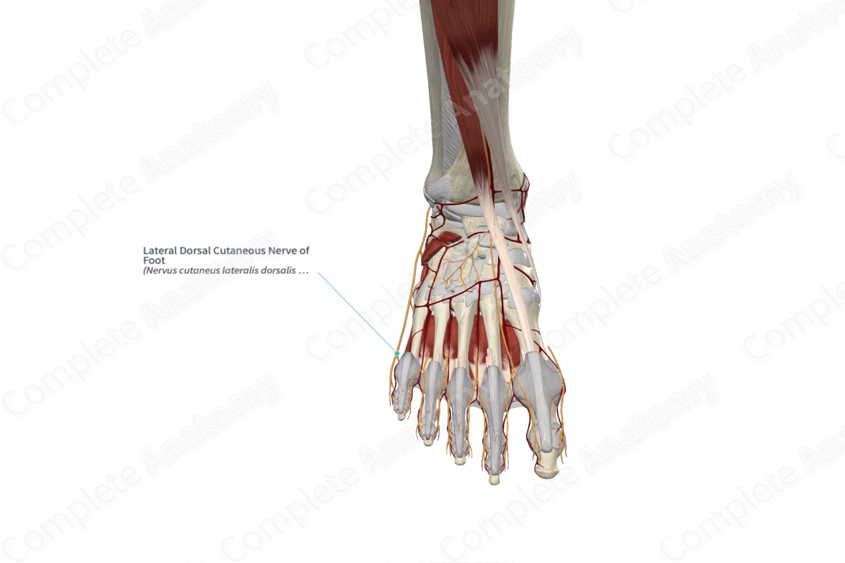 Lateral Dorsal Cutaneous Nerve of Foot 