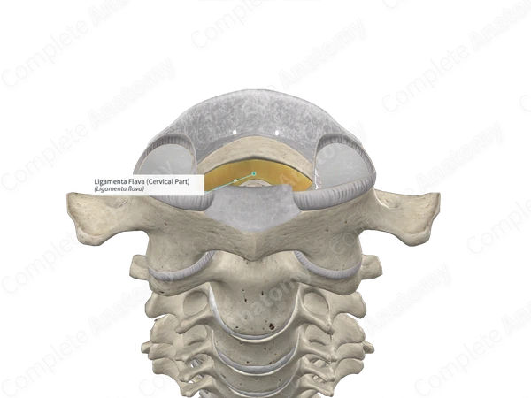 Ligamenta Flava (Cervical Part)