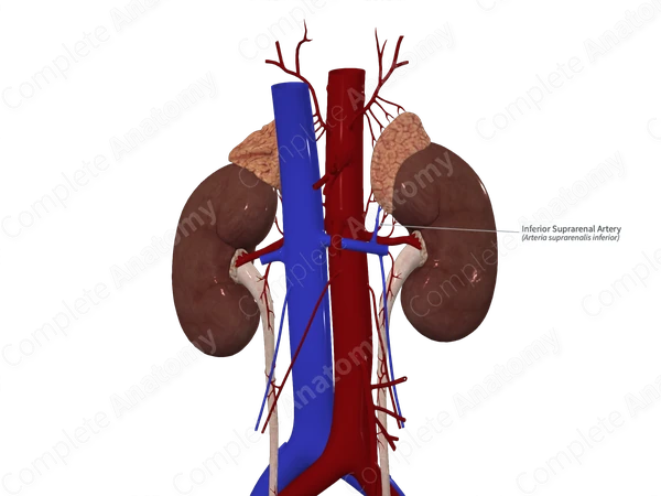Inferior Suprarenal Artery 