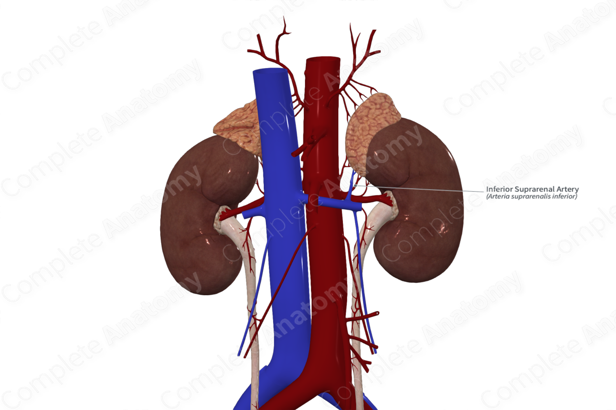 Inferior Suprarenal Artery 