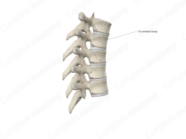 Fifth Thoracic Vertebra