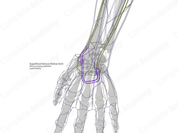 Superficial Venous Palmar Arch (Right)