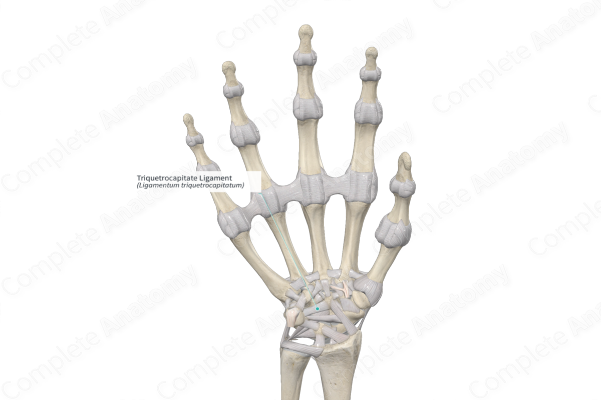 Triquetrocapitate Ligament 