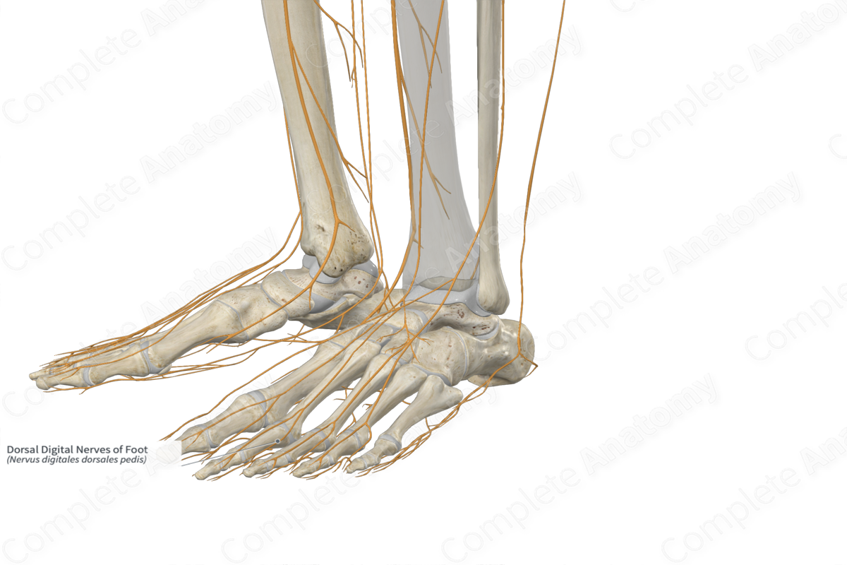 Dorsal Digital Nerves of Foot 
