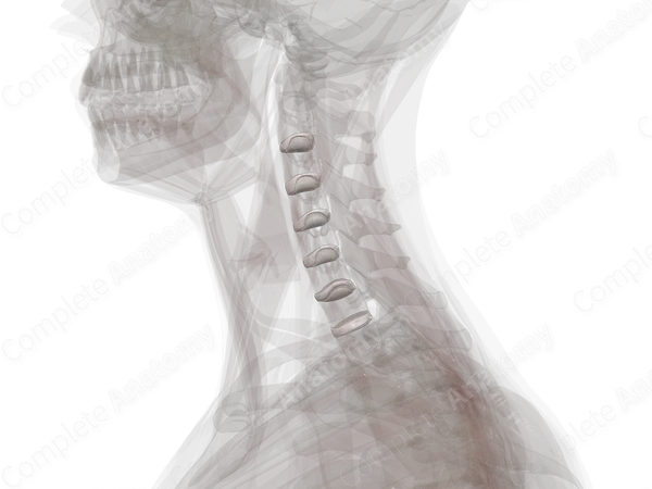 Intervertebral Symphysis (Cervical)