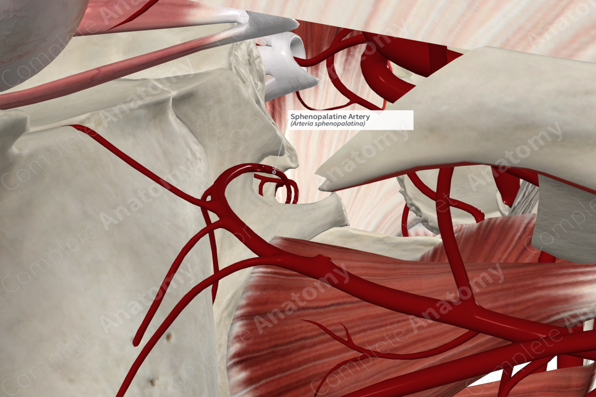 Sphenopalatine Artery 
