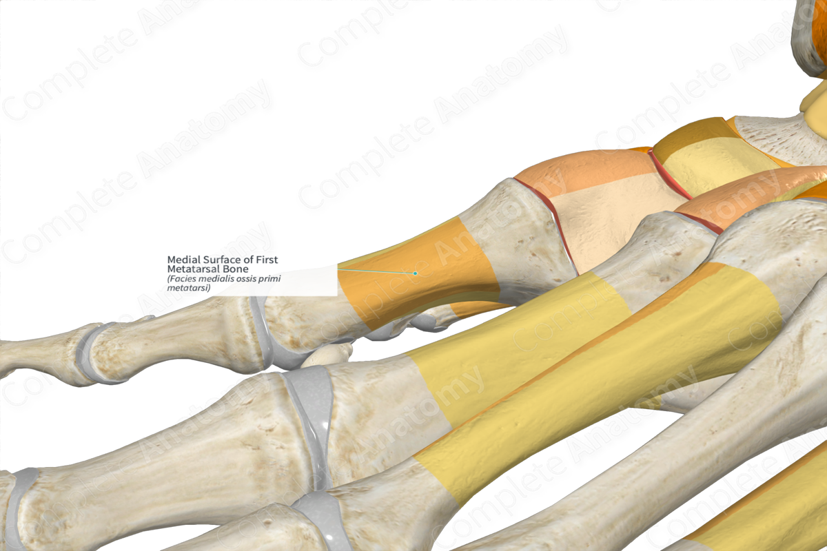 Medial Surface of First Metatarsal Bone