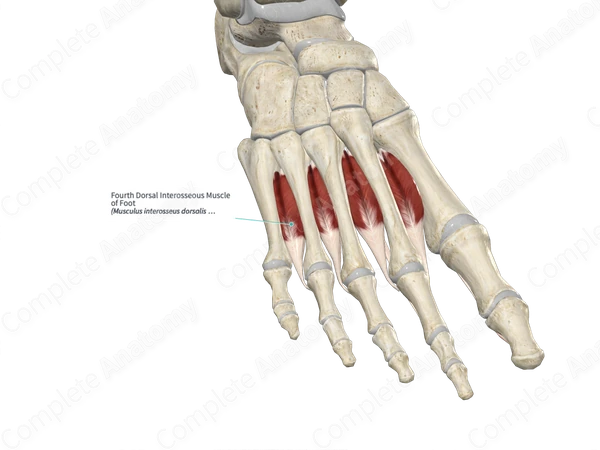 Fourth Dorsal Interosseous Muscle of Foot 