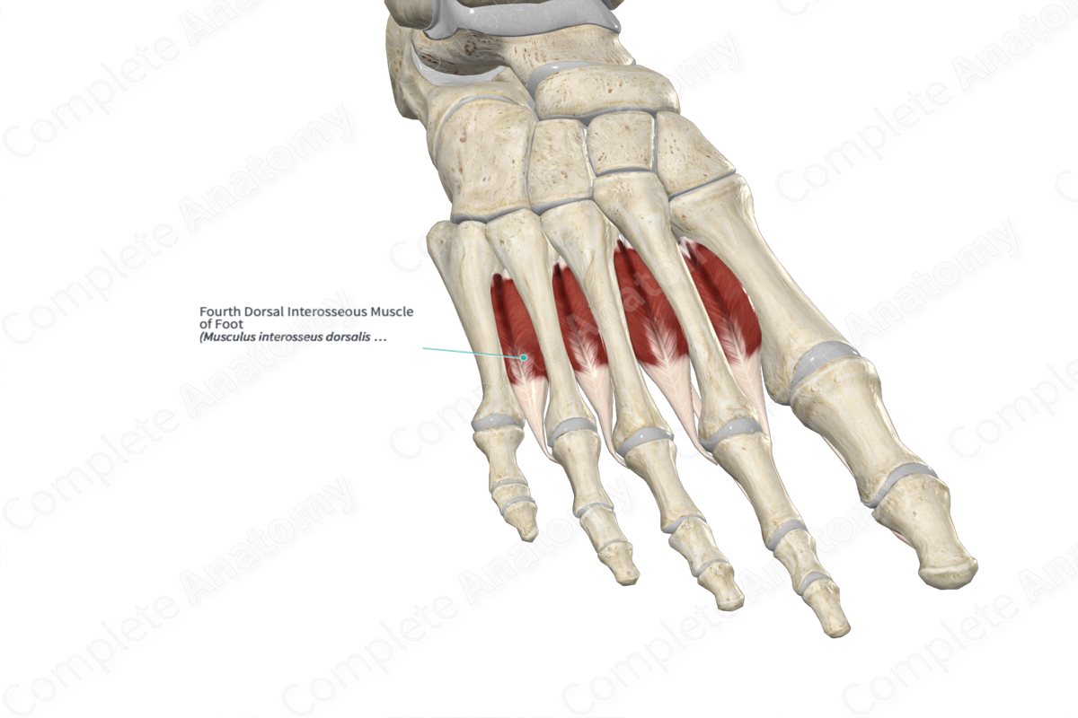 Fourth Dorsal Interosseous Muscle of Foot 