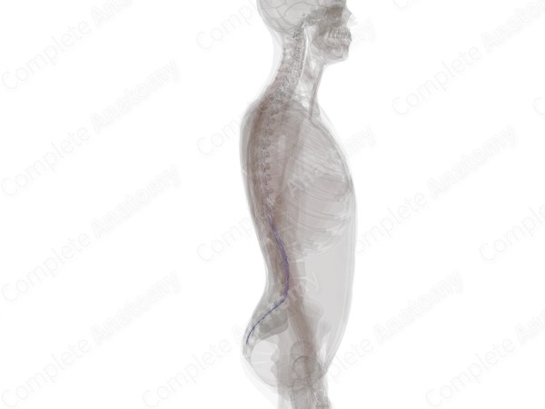 Radicular Veins