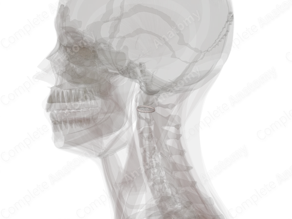 Articular Capsule of Lateral Atlantoaxial Joint (Left)