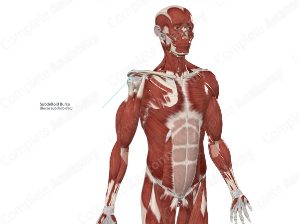 Subdeltoid Bursa