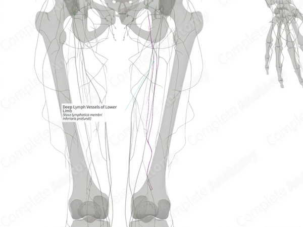 Deep Lymph Vessels of Lower Limb (Left)