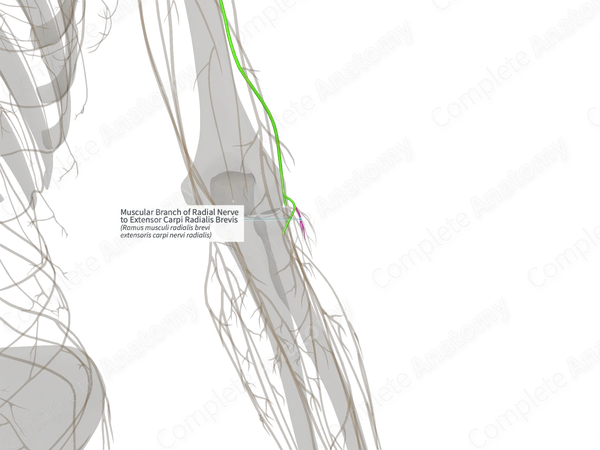 Muscular Branch of Radial Nerve to Extensor Carpi Radialis Brevis (Left)
