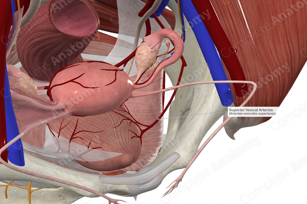 Superior Vesical Arteries 
