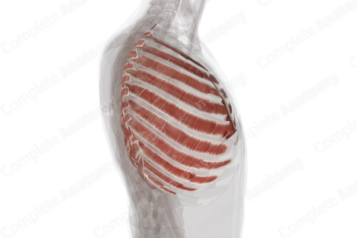 Muscles of Thorax (Left)