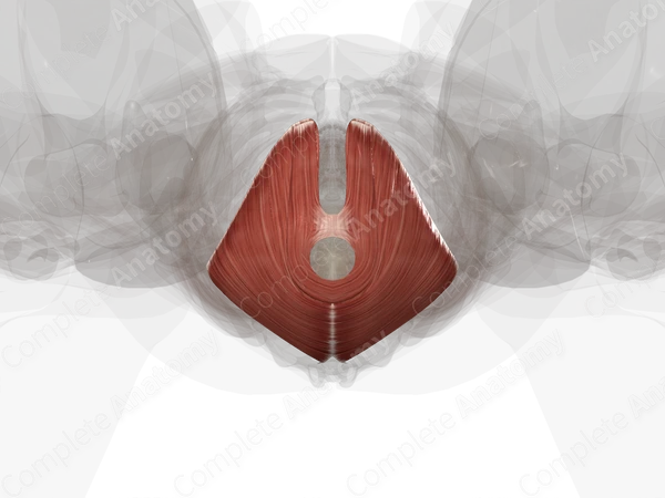 Levator Ani
