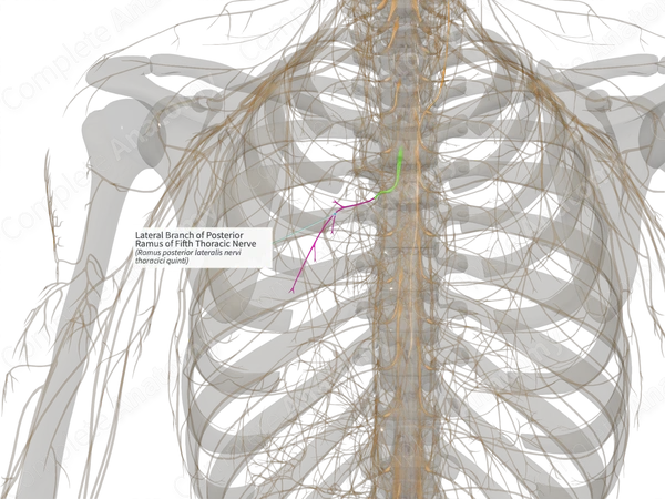 Lateral Branch of Posterior Ramus of Fifth Thoracic Nerve (Left)