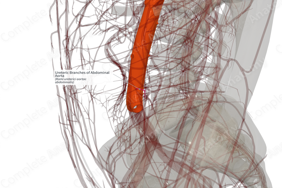 Ureteric Branches of Abdominal Aorta
