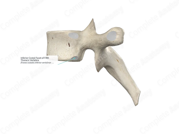 Inferior Costal Facet of Fifth Thoracic Vertebra