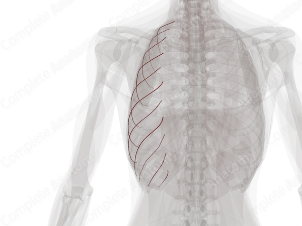 Collateral Branches of Posterior Intercostal Arteries (Left)