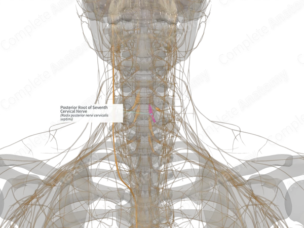 Posterior Root of Seventh Cervical Nerve (Right)