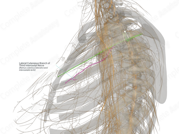 Lateral Cutaneous Branch of Third Intercostal Nerve (Left)