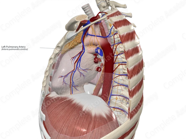 Left Pulmonary Artery