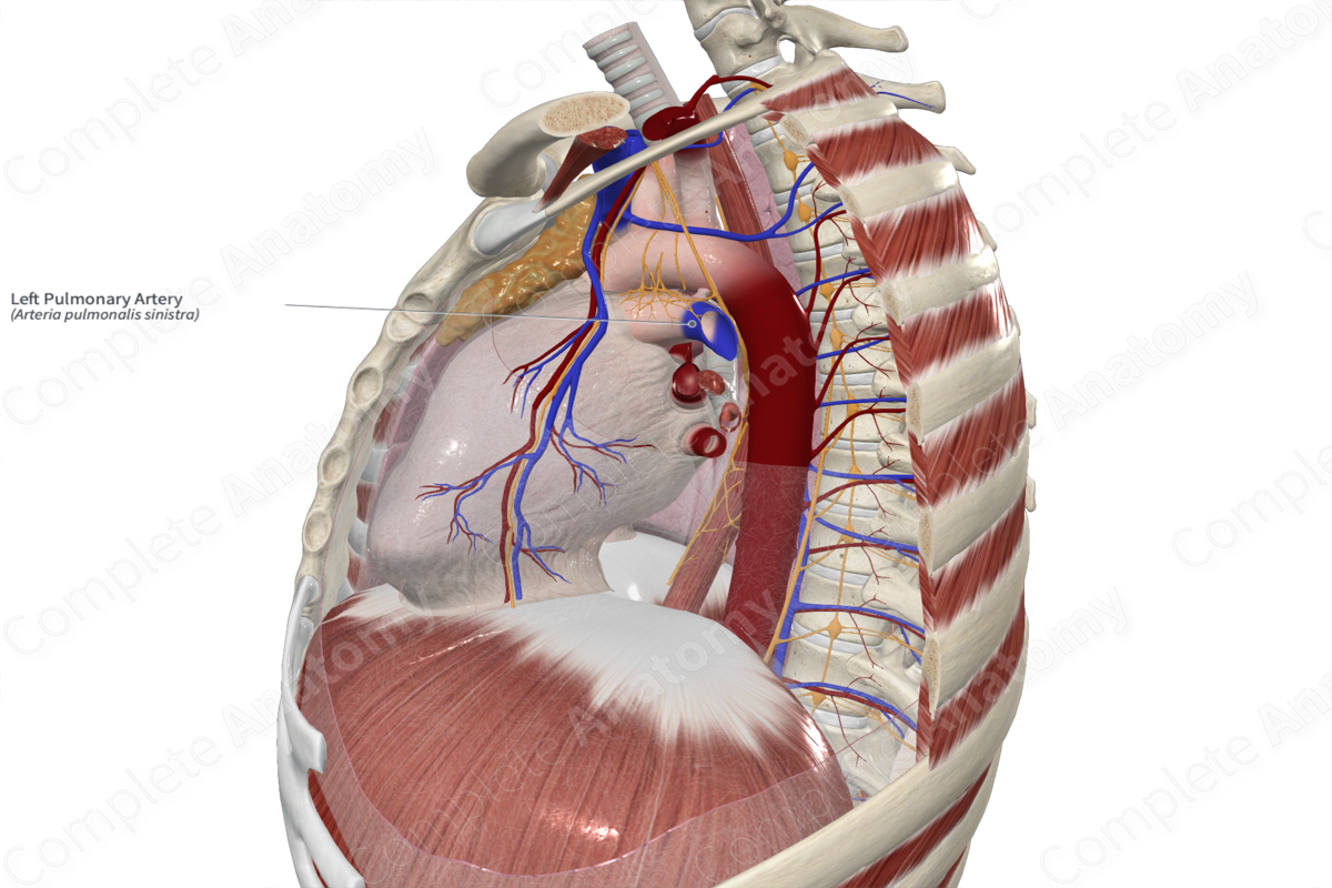 Left Pulmonary Artery