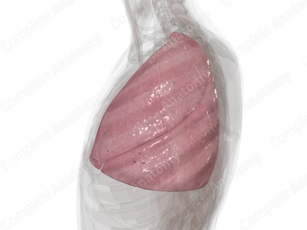 Left Lung