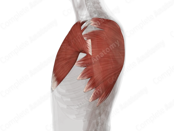 Muscles of Pectoral Region (Left)