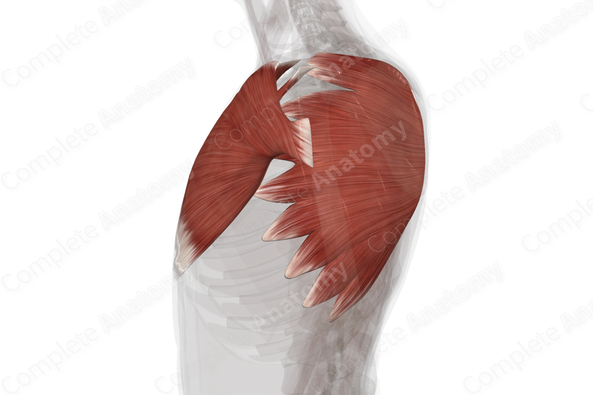 Muscles of Pectoral Region (Left)