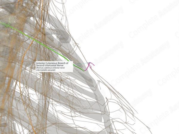 Anterior Cutaneous Branch of Second Intercostal Nerve (Right)