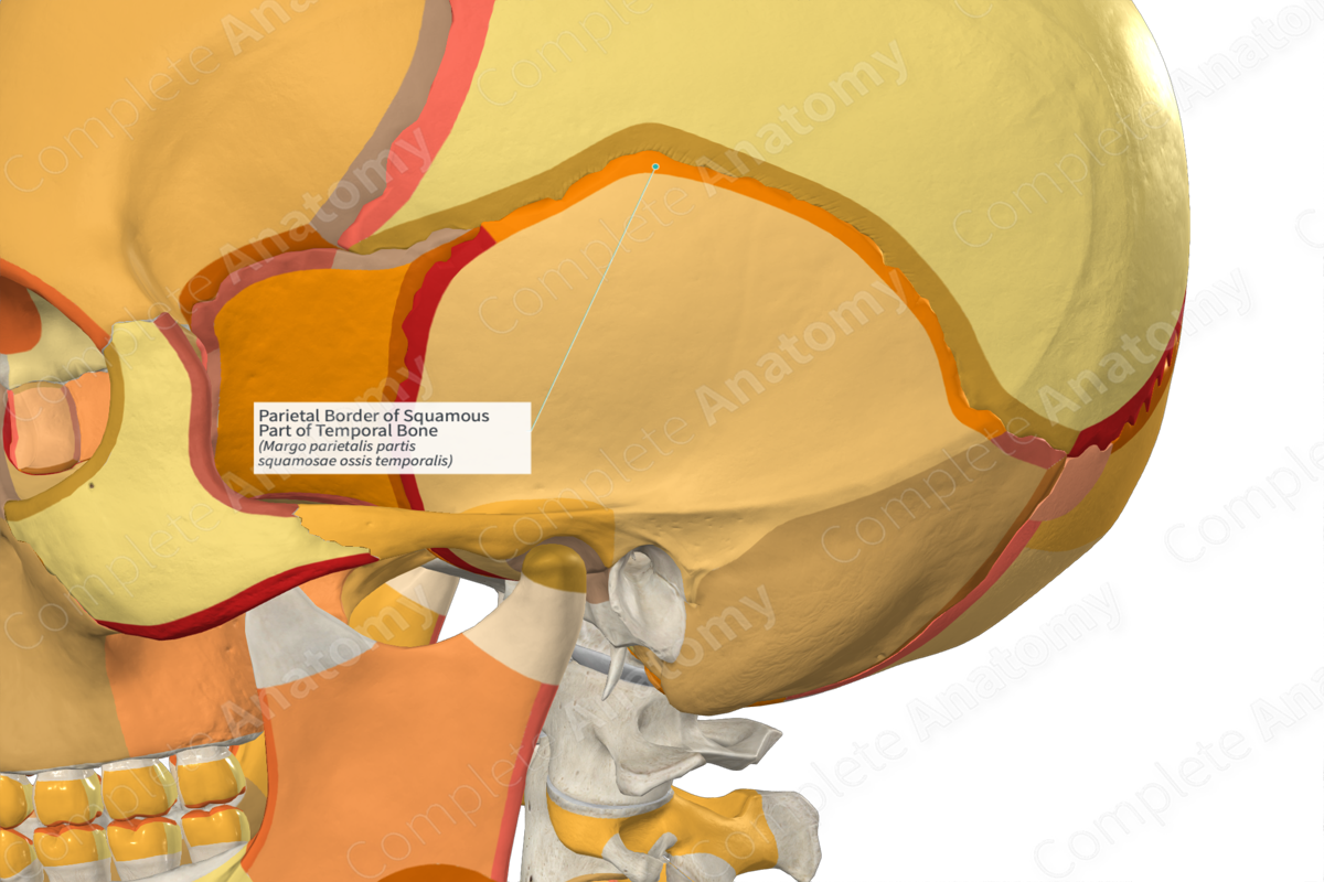 Parietal Border of Squamous Part of Temporal Bone