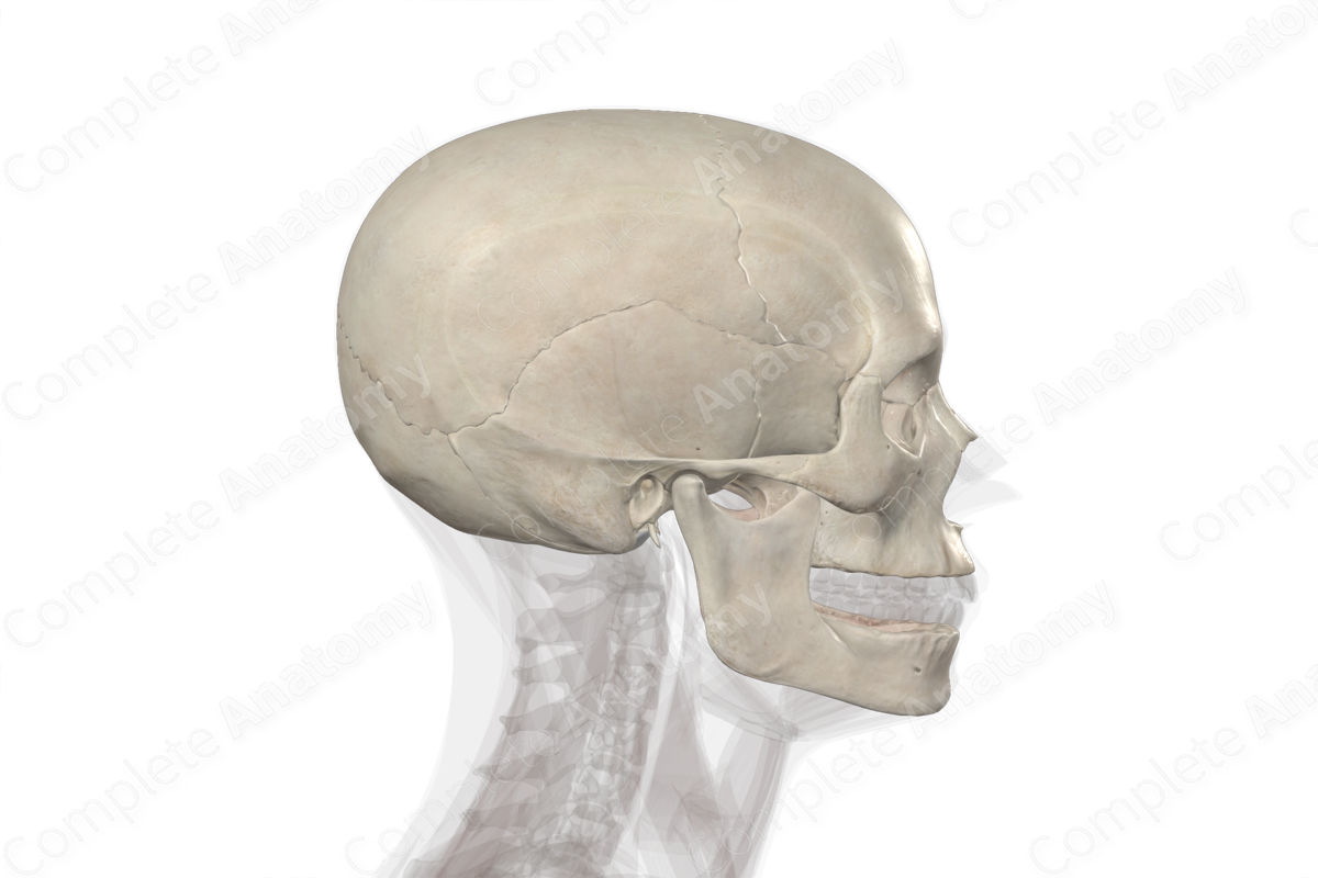 Bones of Cranium