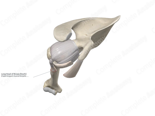 Long Head of Biceps Brachii