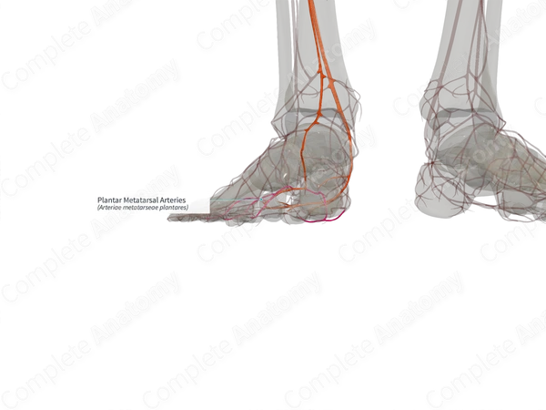 Plantar Metatarsal Arteries (Right)