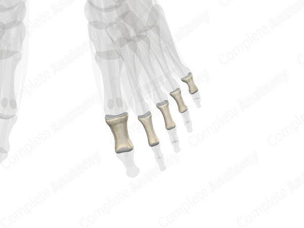 Proximal Phalanges of Foot (Left)